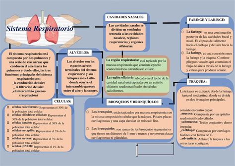 Top Imagen Mapa Mental Del Sistema Respiratorio Viaterra Mx The