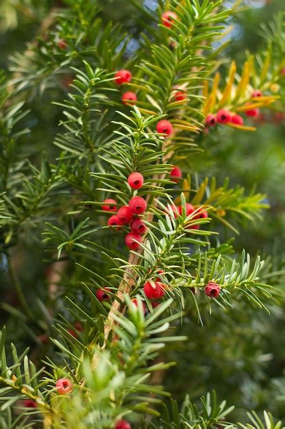 Premium Photo Branch Of Berry Yew With Red Berries