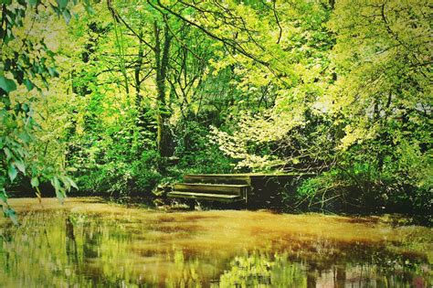 Kostenlose Foto Landschaft Baum Wasser Natur Wald Sumpf Wildnis