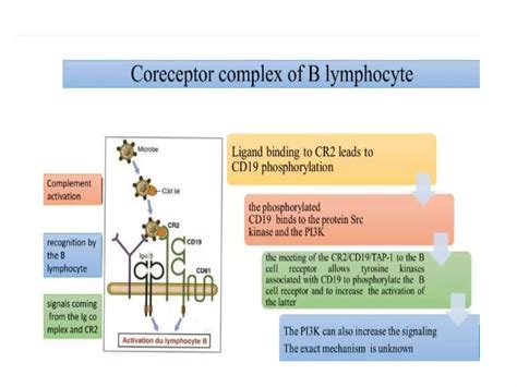 B CELL RECEPTOR final.pptx