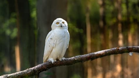 White Owl Biblical Metaphysical Spiritual Meanings Of A White Owl