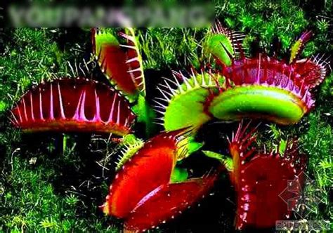 Pcs Blue Insectivorous Dionaea Muscipula Venus Flytrap Succulents