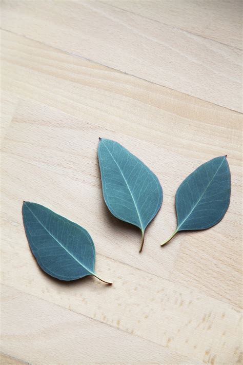 Eucalyptus Leaves Images : Eucalyptus Leaves Information And Facts - Download 15,188 eucalyptus ...