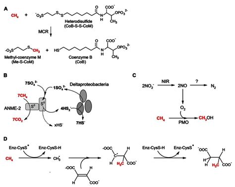 Proposed Pathways For The Anaerobic Oxidation Of Methane Aom Viaa Download Scientific