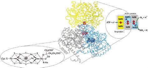 Diagram Of The Nitrogenase Protein Complex Consisting Of An Fe Protein