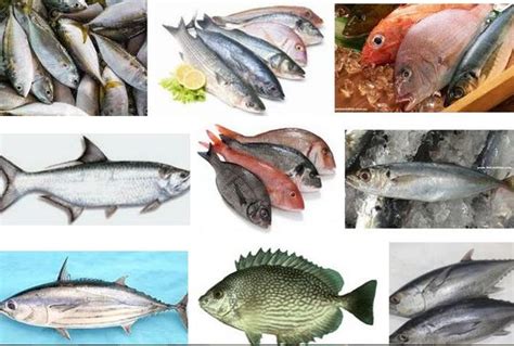 Gambar Jenis Dan Nama Ikan Laut Sarah Chapman