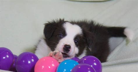 positive dog training | Susan Garrett's Dog Training Blog