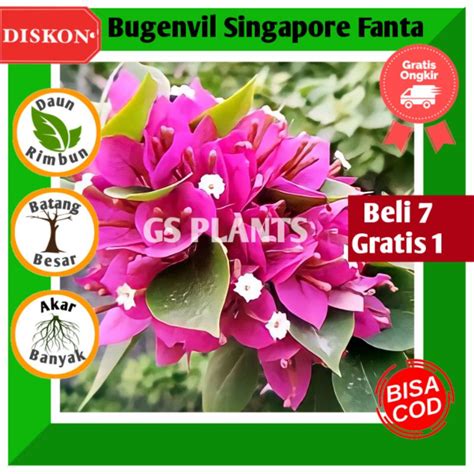 Jual Bibit Tanaman Hias Bugenvil Bunga Kertas Singapore Fanta