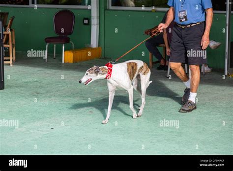 An adopted greyhound dog returns trackside on the final day of racing ...