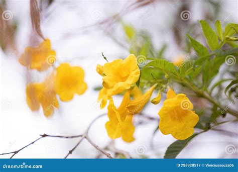 Yellow Trumpet Flower Tree stock image. Image of vascular - 288920517