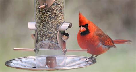 The 5 BEST Bird Feeders For Cardinals (That Work in 2022) - Bird Watching HQ