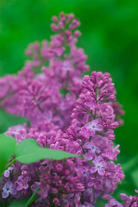 Lilac Flowers Spring Free Photo On Pixabay Pixabay