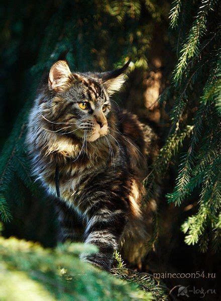 🌬АНКЕТА🌬 | Wiki | 🌱 Коты Воители 🌸 Amino
