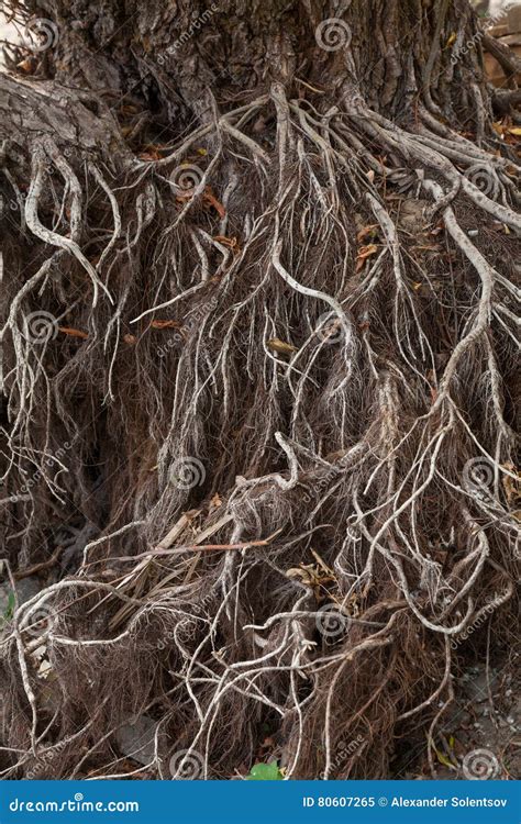 Naked Willow Roots Royalty Free Stock Image Cartoondealer