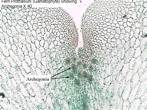 Fern Prothallia Antheridia And Archegonia