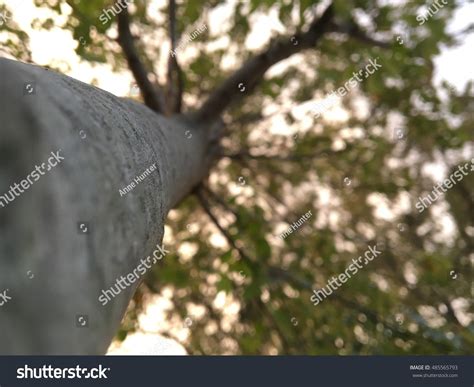 inspirational tree stock photo  shutterstock