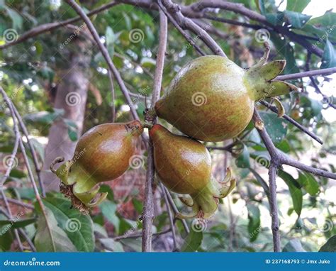 Three Pomegranate Punica Granatum Called Anar Or Dalim Or Bedana