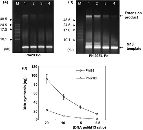 Processivity Of Phi29 Pol And Phi29el Pol With Singly Primed M13mp18