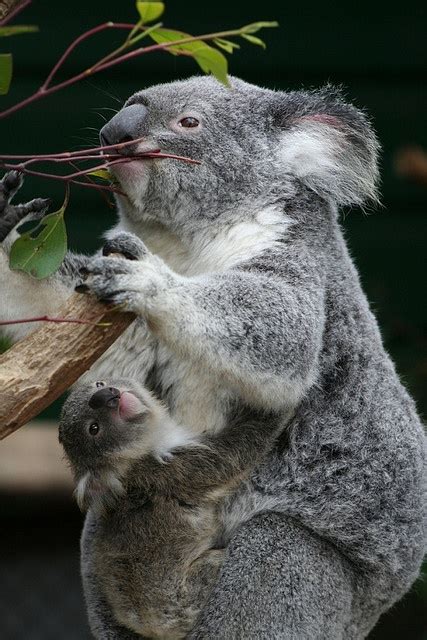 El koala Phascolarctos cinereus Los dientes del koala están adaptados