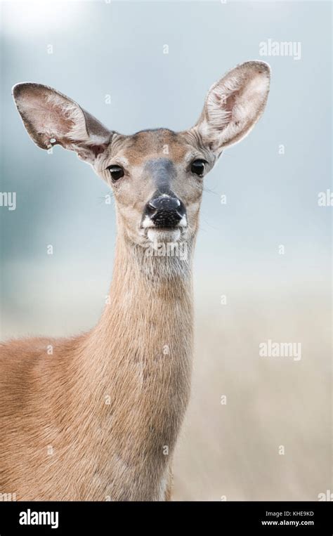 Female White Tailed Deer