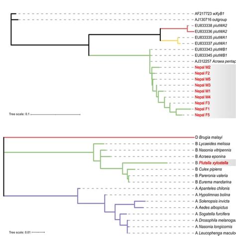 Phylogenetic Tree Of Wolbachia Maximum Likelihood Tree Of Wolbachia