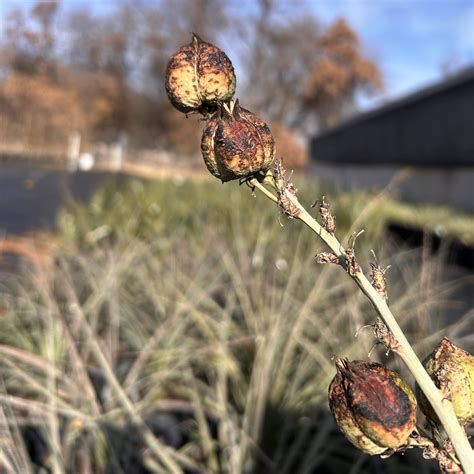Red Yucca - Hesperaloe Parviflora - Midwest Propagation Nursery