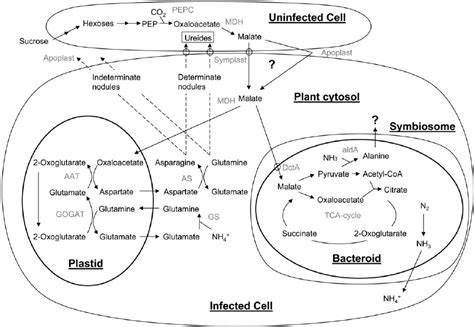 Proposed Nutrient Exchanges In Legume Nodules In Determinate Nodules