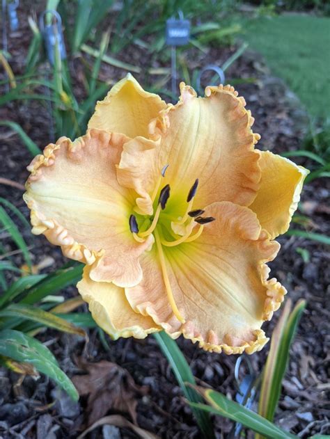 Daylily Hemerocallis Bourbon And Water In The Daylilies Database