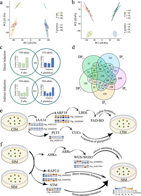 Epigenetic insights: How hybrid poplar regenerates shoots