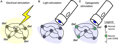 What Is Optogenetics And How Can We Use It To Discover More About The