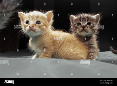 Kittens That Are Real Hi Res Stock Photography And Images Alamy