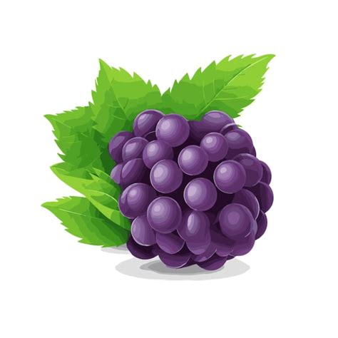 Premium Vector Blackberry Vector On A White Background