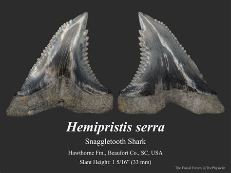 Snaggletooth shark tooth (upper) - Members Gallery - The Fossil Forum