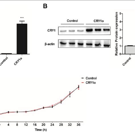 Overexpression Of CRY1 In The HGC 27 Cells And Its Effect On The Cell