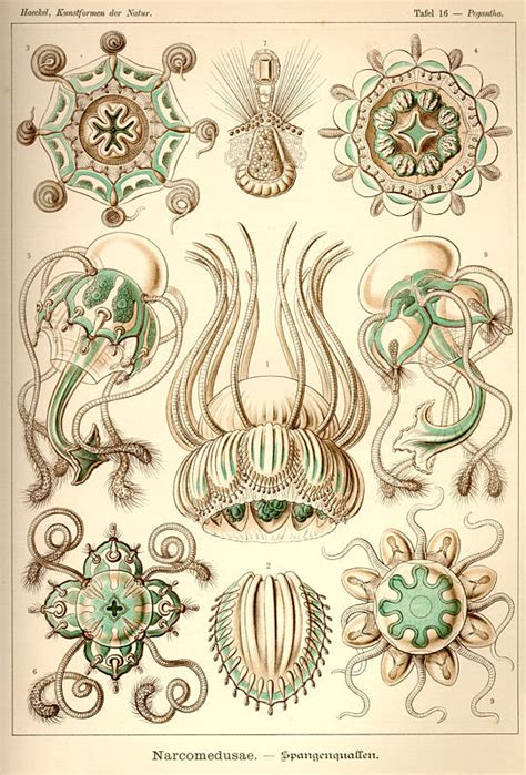 A Billion Tastes And Tunes Ernst Haeckel Part 2 Of 2