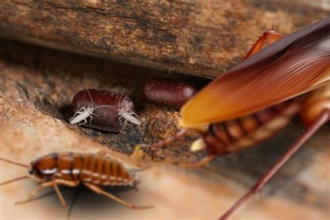 Tree Roach Life Cycle Gwenn Schulz