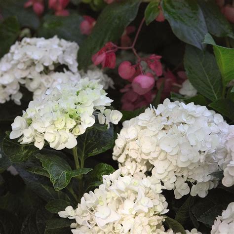 Hydrangea Macrophylla Blushing Bride White Flower Farm Lace Cap