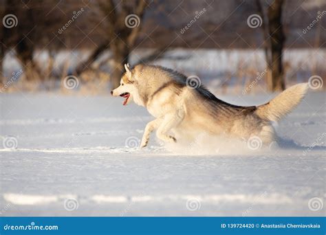 Husky Siberiano Pazzo Felice E Divertente Della Razza Beige E Bianca