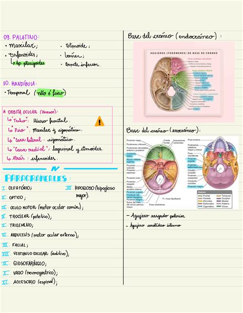 SOLUTION Anatomía Cabeza y Cuello Completo Studypool