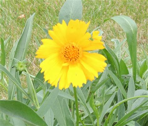 How to Grow Coreopsis Flower Plants. Growing Coreopsis plants from seeds. By Gardener's Network.