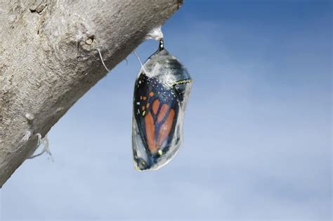 Butterfly Coming Out Of Cocoon Black And White