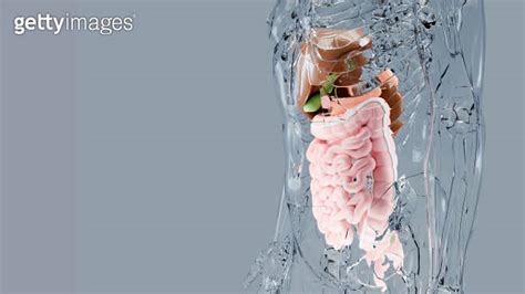 Human Stomach And Esophagus Anatomy Structure Liver Body With