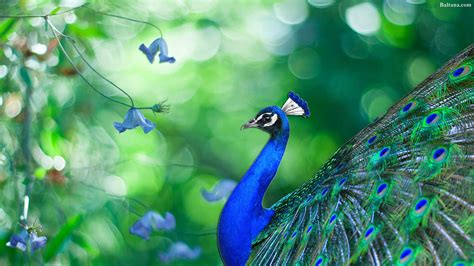 Peacock High Definition Wallpaper 31691 Baltana