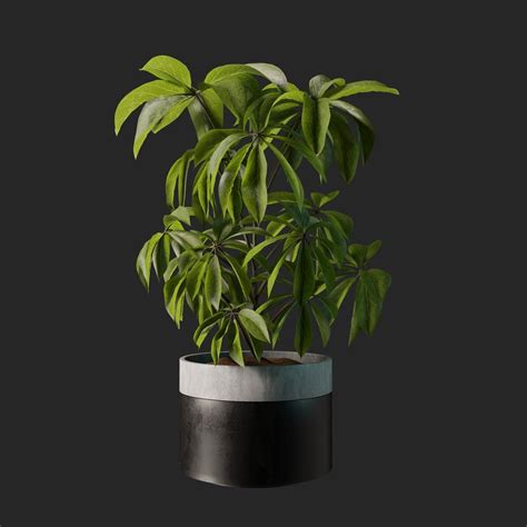 Plant Indoor Plants Models BlenderKit