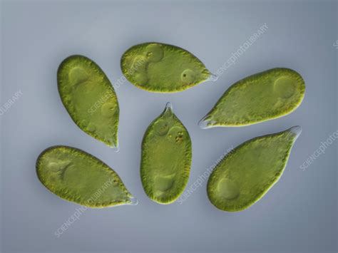 Green Algae Light Micrograph Stock Image C0568454 Science Photo