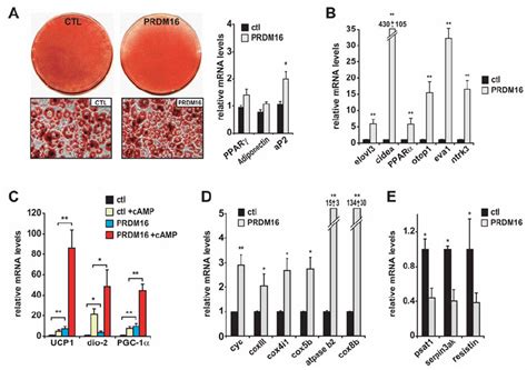 Prdm Expression Induces The Gene Program Of Brown Fat Cells