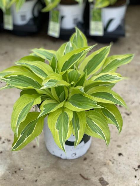 Plantain Lily Hosta Yellow Polka Dot Bikini From Growing Colors