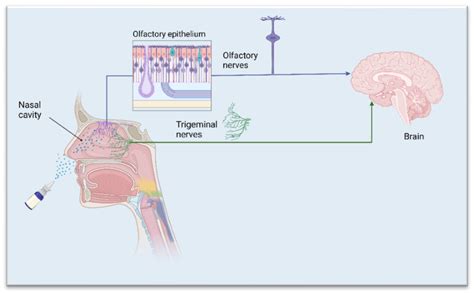 Micro And Nanosized Carriers For Nose To Brain Drug Delivery