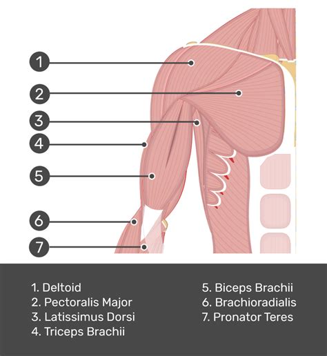 Biceps Brachii Attachments Action And Innervation Getbodysmart