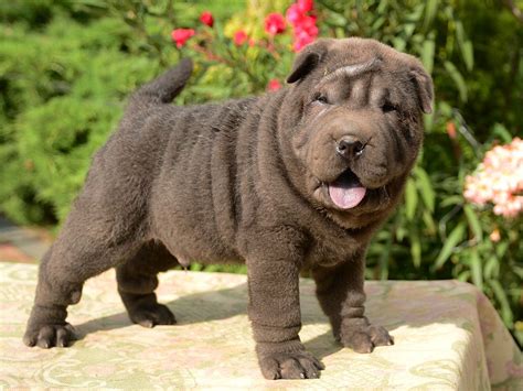 Shar-Pei Puppies For Sale | Euro Puppy | Dog breeds, Shar pei dog, Shar ...